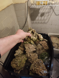 Rocce vive acquario marino