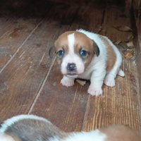 Jack Russell terrier