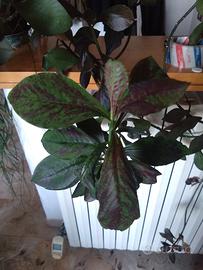 2 Talee Euphorbia Synadenium Grantii Rubra cactus,