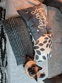 Tris di cuscini per divano 