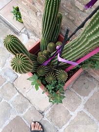 cactus con figli alto un metro 