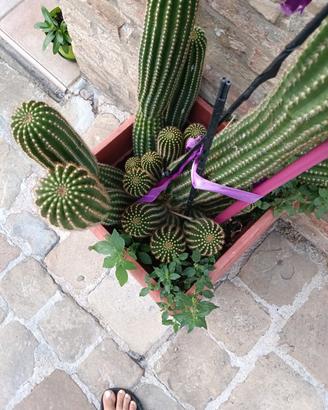 cactus con figli alto un metro 