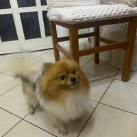 Cuccioli di volpino Pomeriano con pedegree ENCI