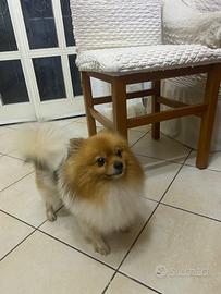 Cuccioli di volpino Pomeriano con pedegree ENCI