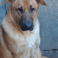 Cucciolone mix pastore