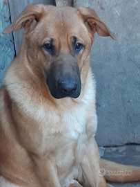 Cucciolone mix pastore