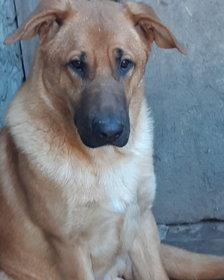 Cucciolone mix pastore