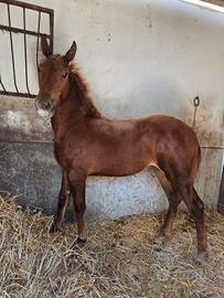 Puledra 7 mesi