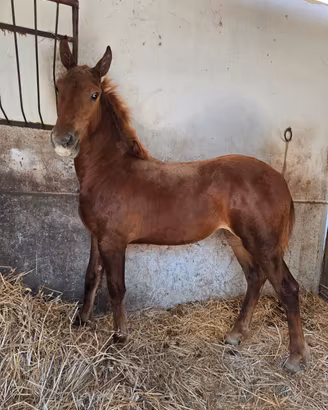 Puledra 7 mesi
