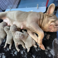 Bulldog francese esotico New Shade tan blu