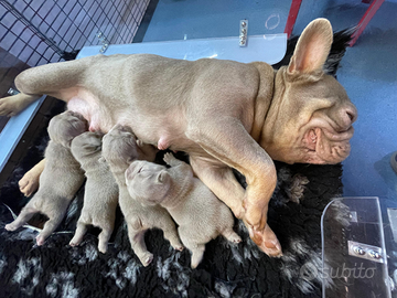 Bulldog francese esotico New Shade tan blu