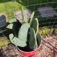 cactus di fico indiano