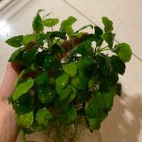 Anubias barteri nana