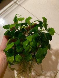 Anubias barteri nana