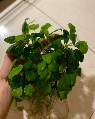 Anubias barteri nana