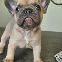 Cuccioli di bulldog francese