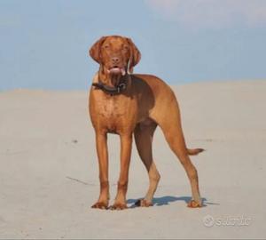 Bracco ungherese vizsla