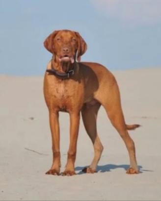 Bracco ungherese vizsla