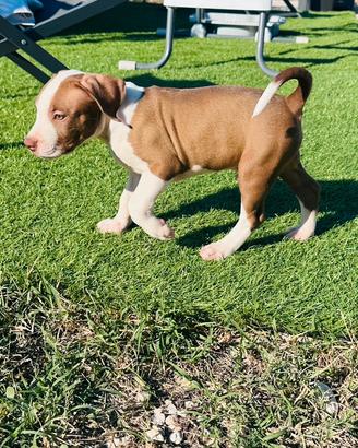 Pitbull red nose