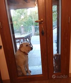 Cane incrocio labrador maremmano femmina