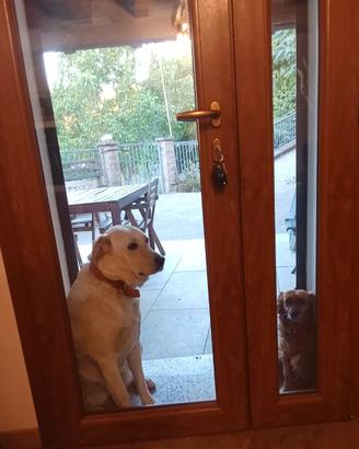 Cane incrocio labrador maremmano femmina