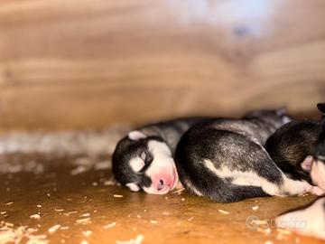 Cuccioli Alaskan malamute