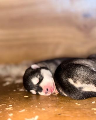 Cuccioli Alaskan malamute
