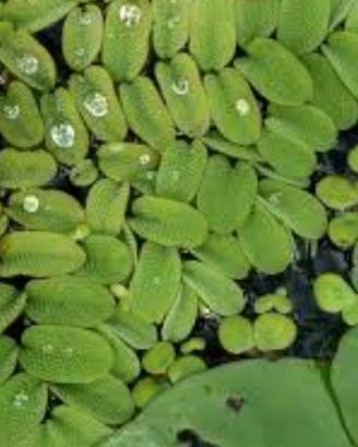 salvinia cucullata
