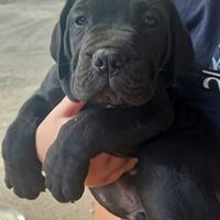 Cucciolata cane Corso