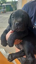 Cucciolata cane Corso