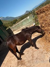 Pony shettland femmina