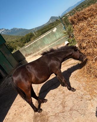 Pony shettland femmina