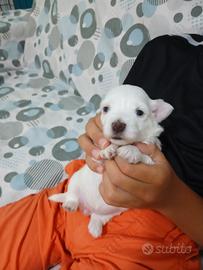 Maltese mini toy
