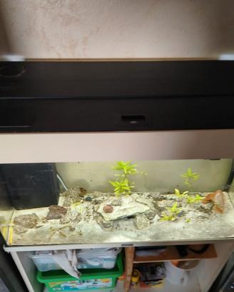 acquario juwel rio 120 led