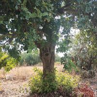alberi  di ulivi e carrubi 