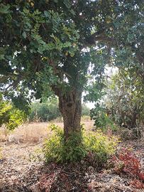 alberi  di ulivi e carrubi 