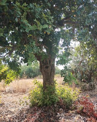 alberi  di ulivi e carrubi 