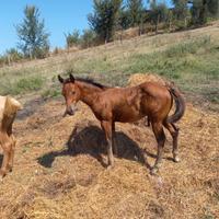 Quarter horse