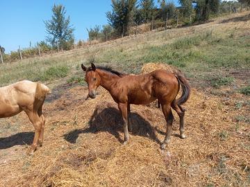 Quarter horse