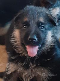 Pastore Tedesco cuccioli 75 giorni con Pedigree