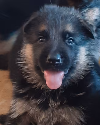Pastore Tedesco cuccioli 75 giorni con Pedigree