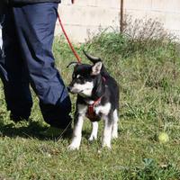 Patatosa cucciola mix pastorina in adozione