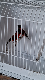 2M Cardinalini del Venezuela 2025