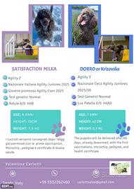 Barbone Media Mole Marrone