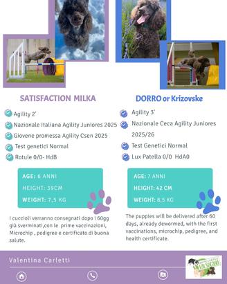 Barbone Media Mole Marrone