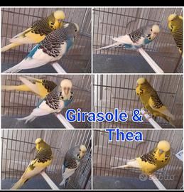 Coppia cocorite inglesi