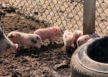 Maialini nani mini pig juliana