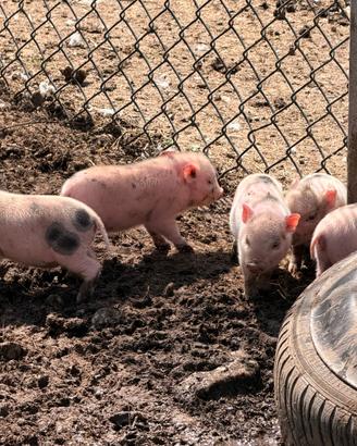 Maialini nani mini pig juliana