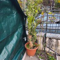 pianta grassa gigante cereus