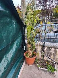 pianta grassa gigante cereus